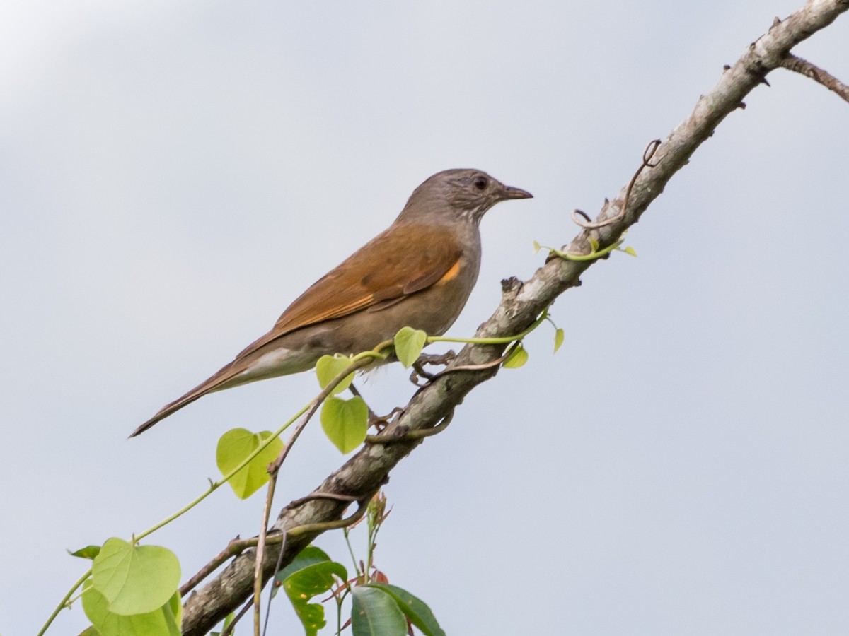 Pale-breasted Thrush - ML608908407