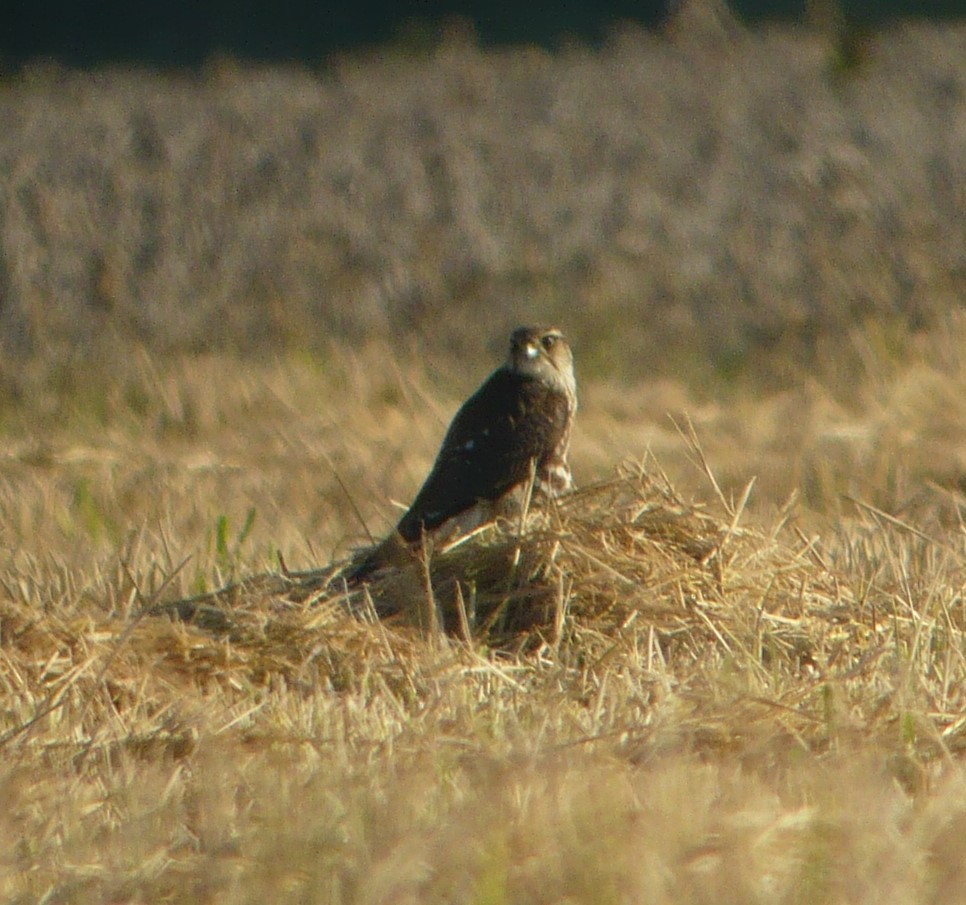 Boz Doğan (columbarius) - ML608908433