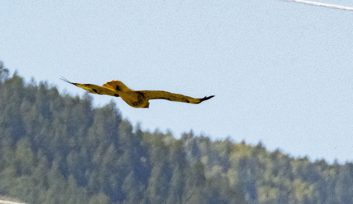 Red-tailed Hawk - ML608908438