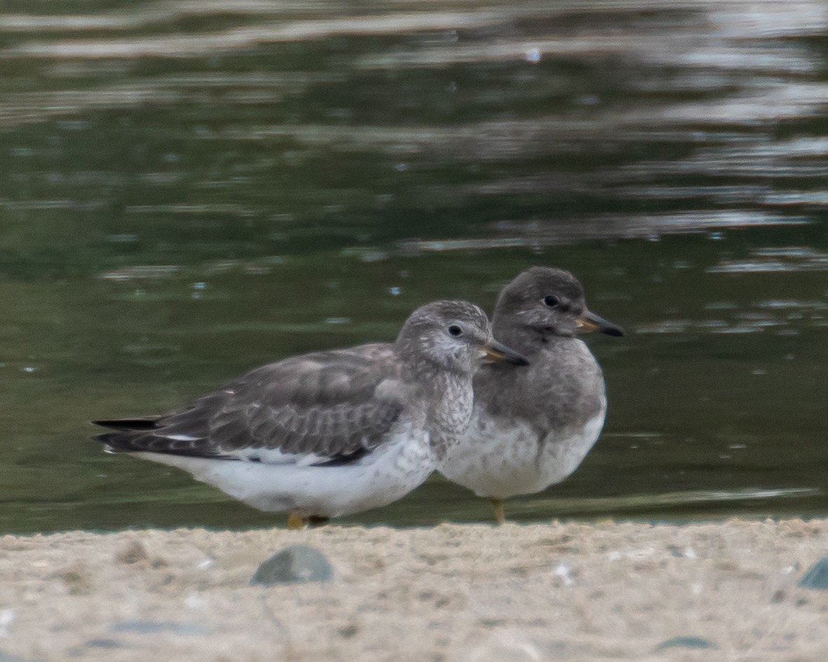 Surfbird - ML608908458