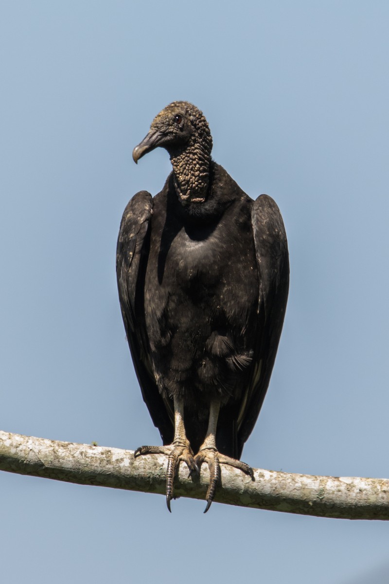 Black Vulture - ML608908463