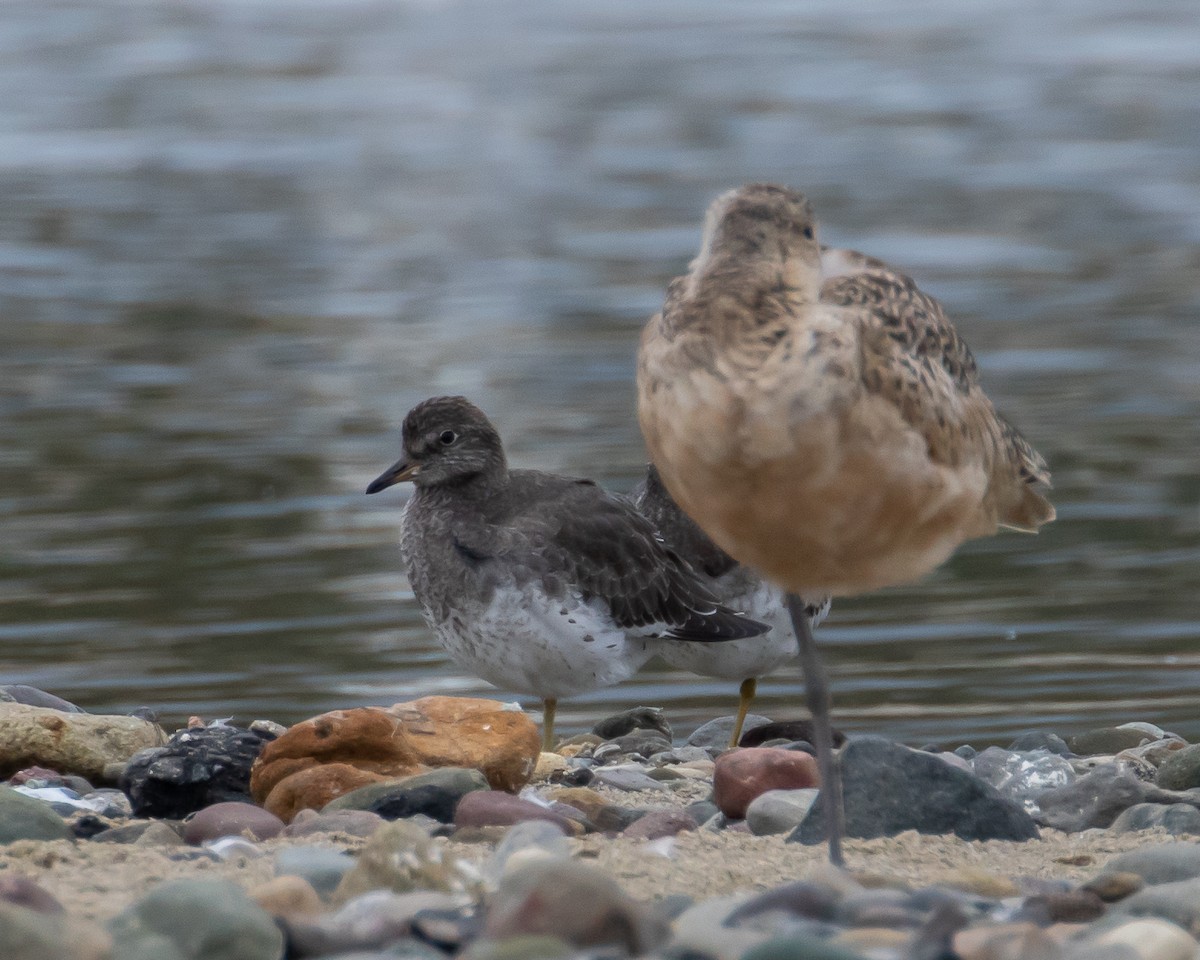 Surfbird - ML608908467