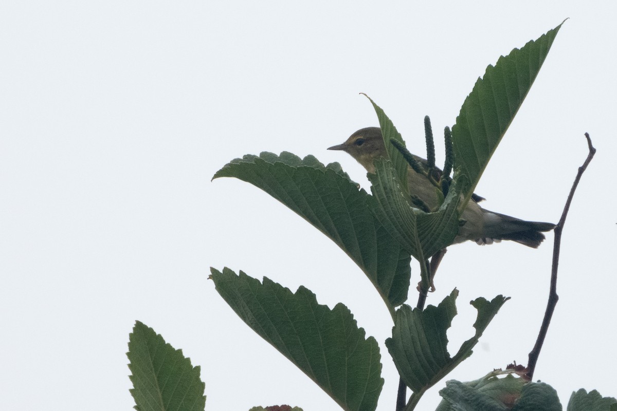 Blackpoll Warbler - Kellen Apuna