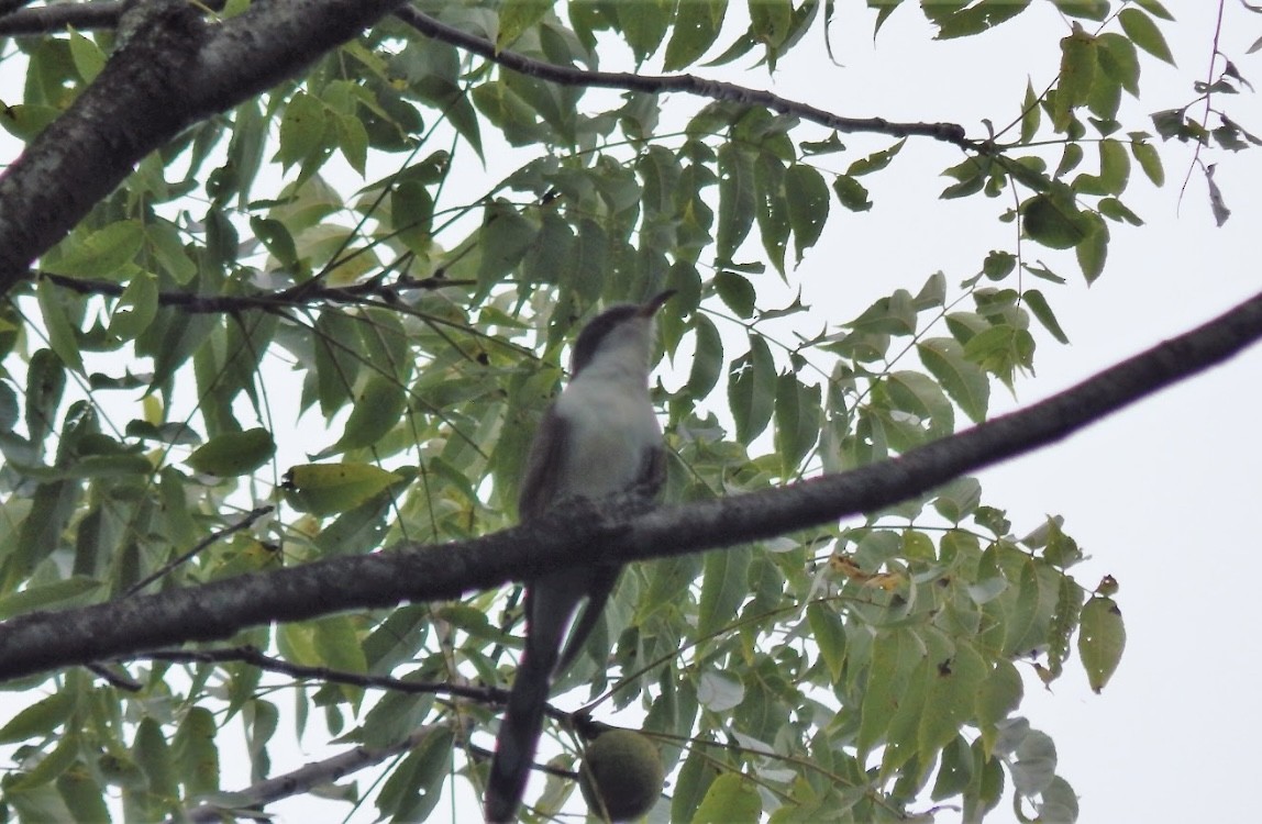 Yellow-billed Cuckoo - ML608908564