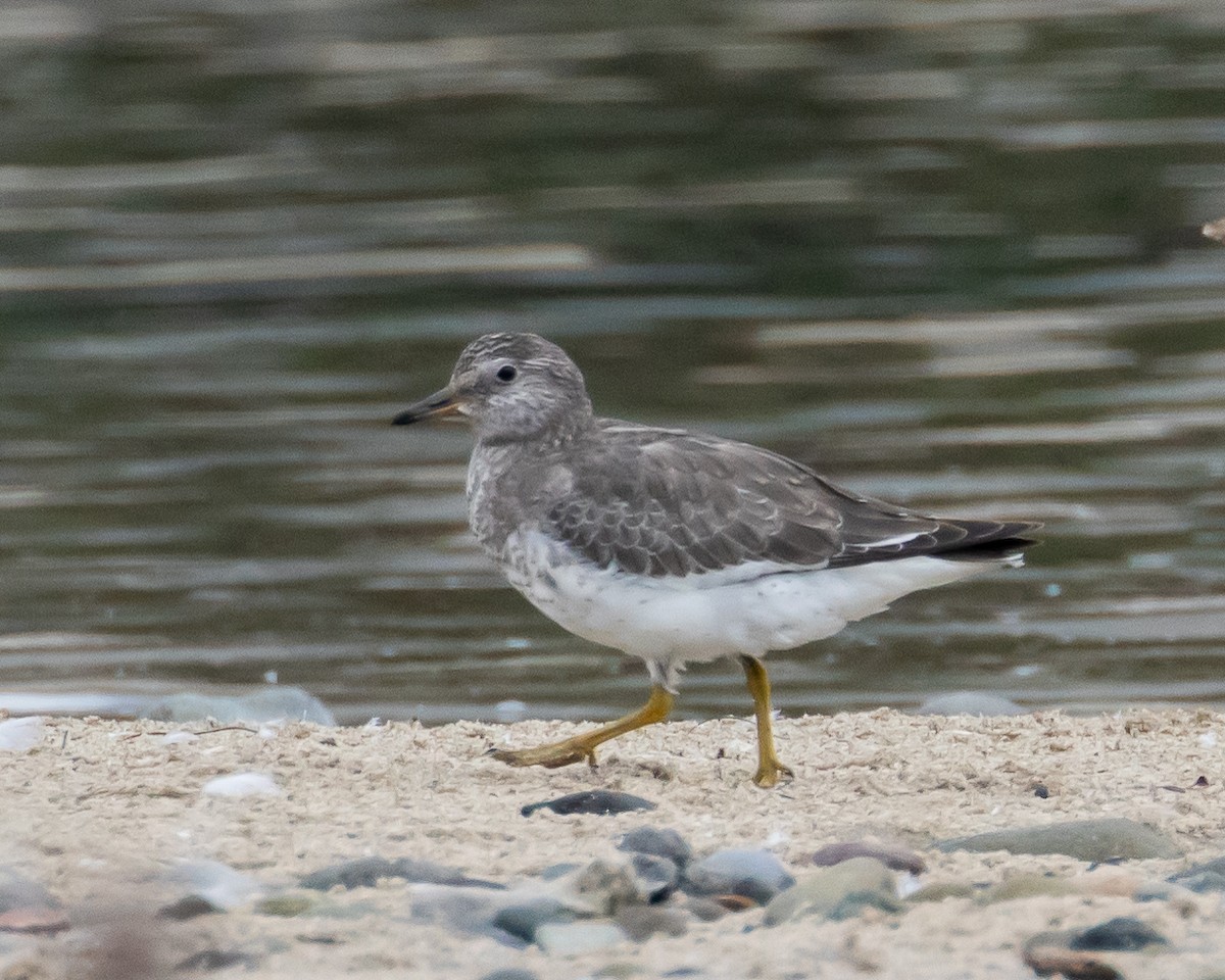 Surfbird - ML608908701