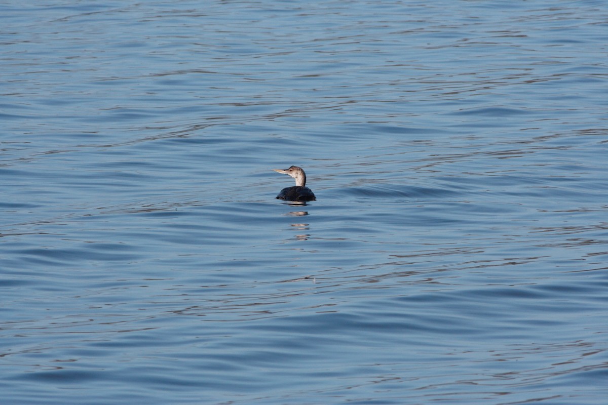 Yellow-billed Loon - ML608908708