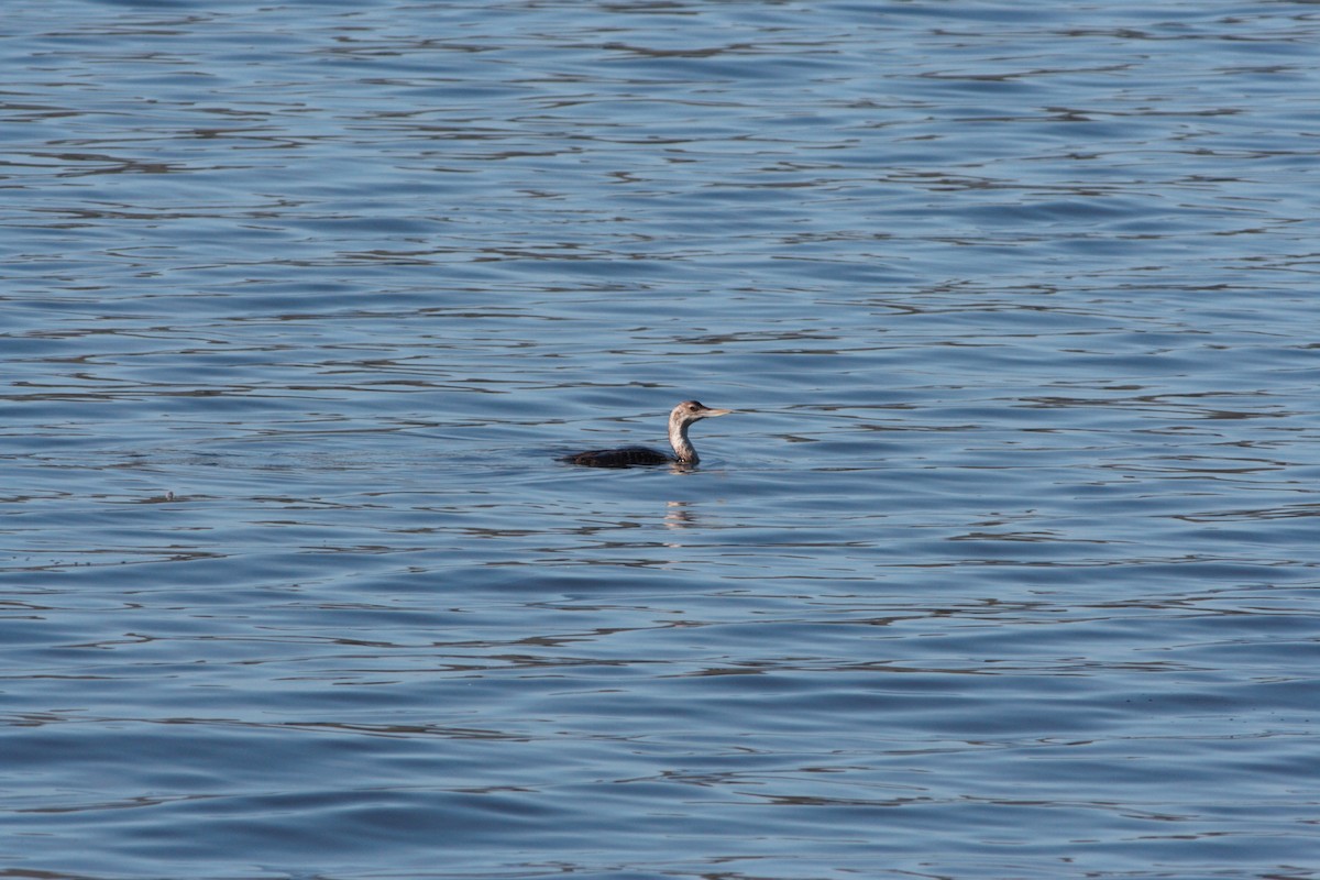 Yellow-billed Loon - ML608908709