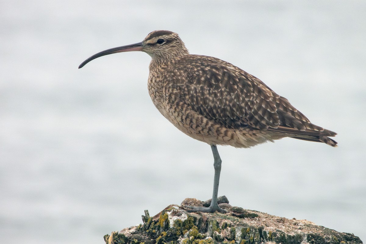 Whimbrel - Kellen Apuna