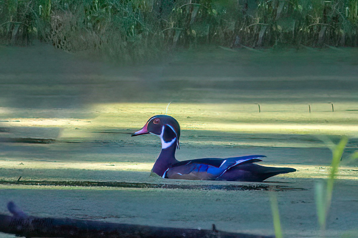 Wood Duck - ML608908757