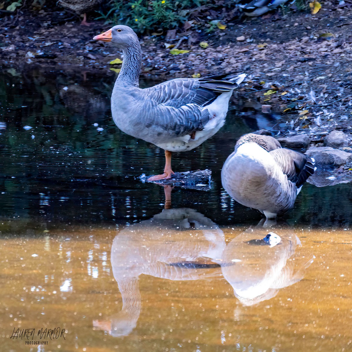 Graylag Goose (Domestic type) - ML608908848