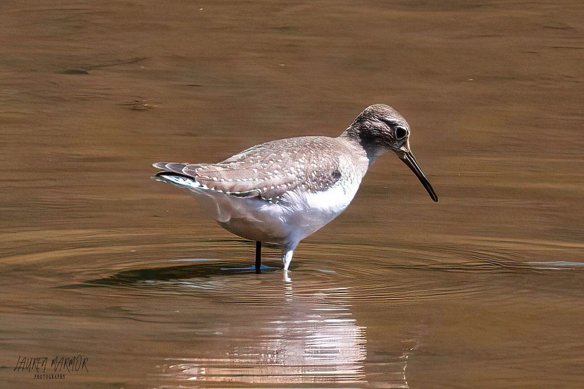 Solitary Sandpiper - ML608908864