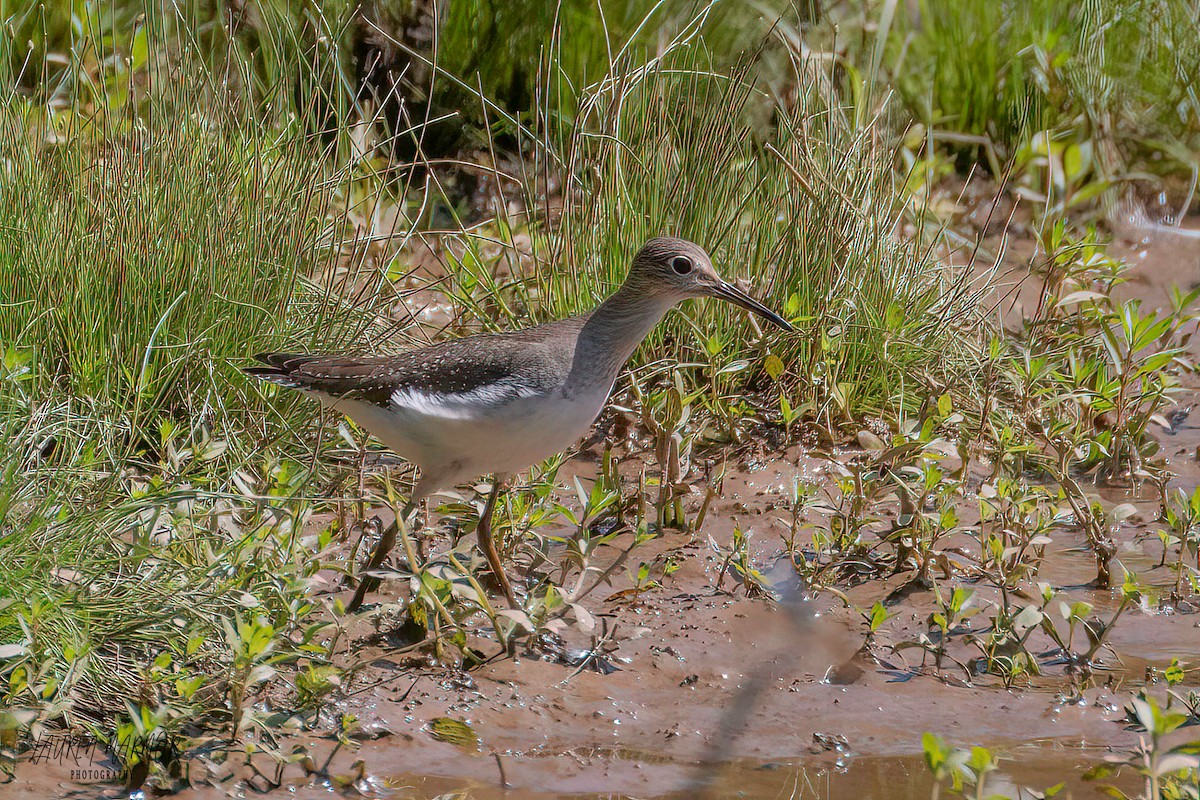 Solitary Sandpiper - ML608908919
