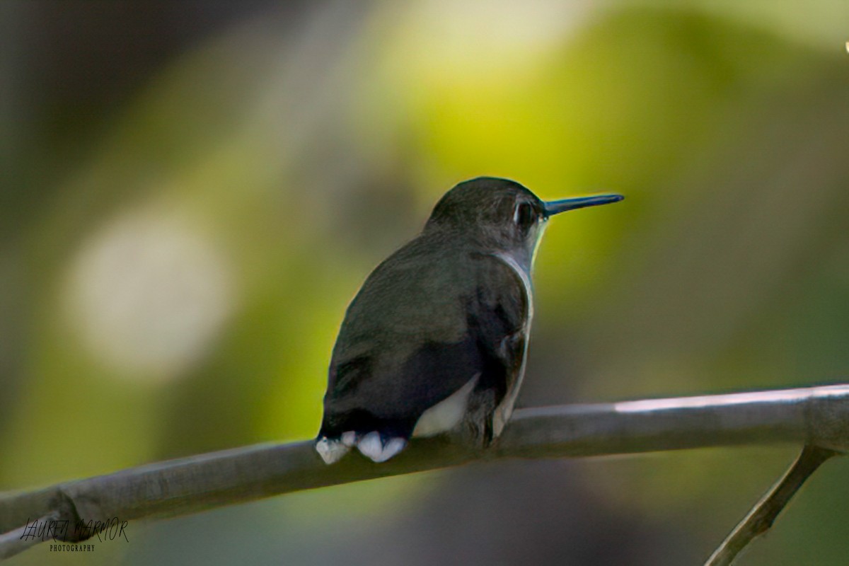 Ruby-throated Hummingbird - ML608908921