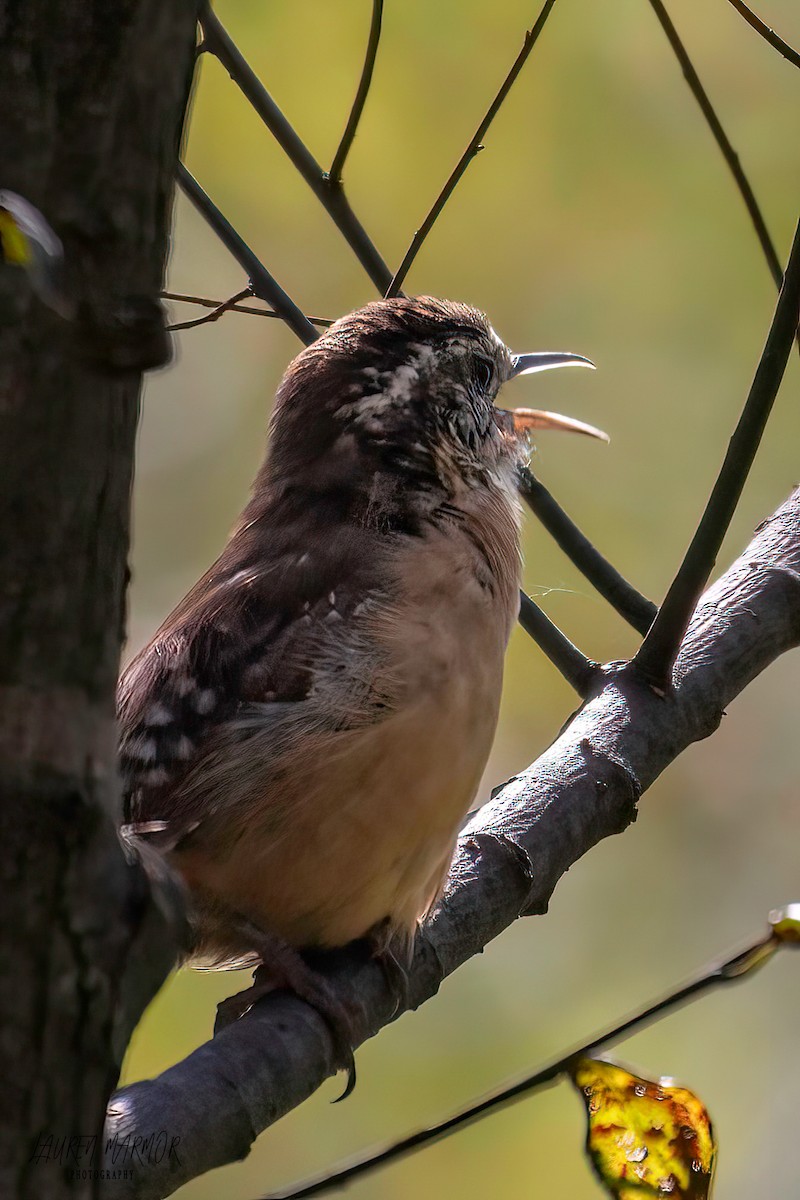 Carolina Wren - ML608908949