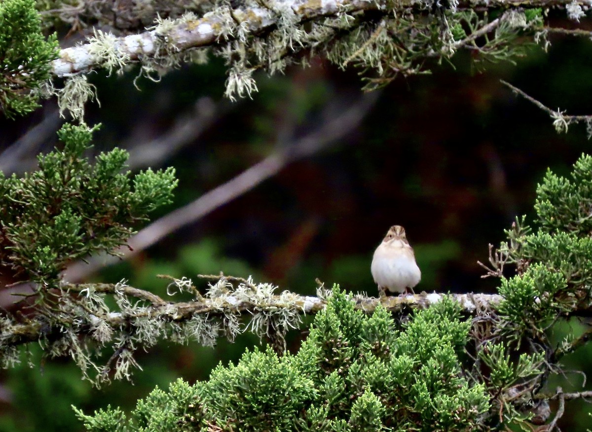 Clay-colored Sparrow - ML608908979