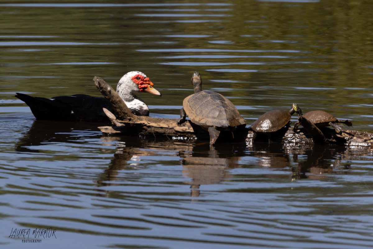Muscovy Duck (Domestic type) - ML608909038