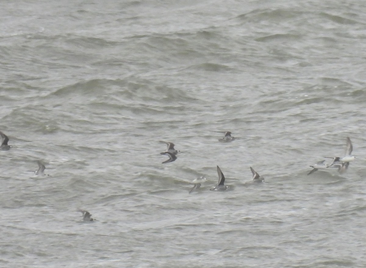 Red-necked Phalarope - ML608909172