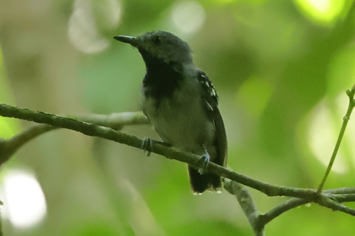 Long-winged Antwren - Fabio Olmos