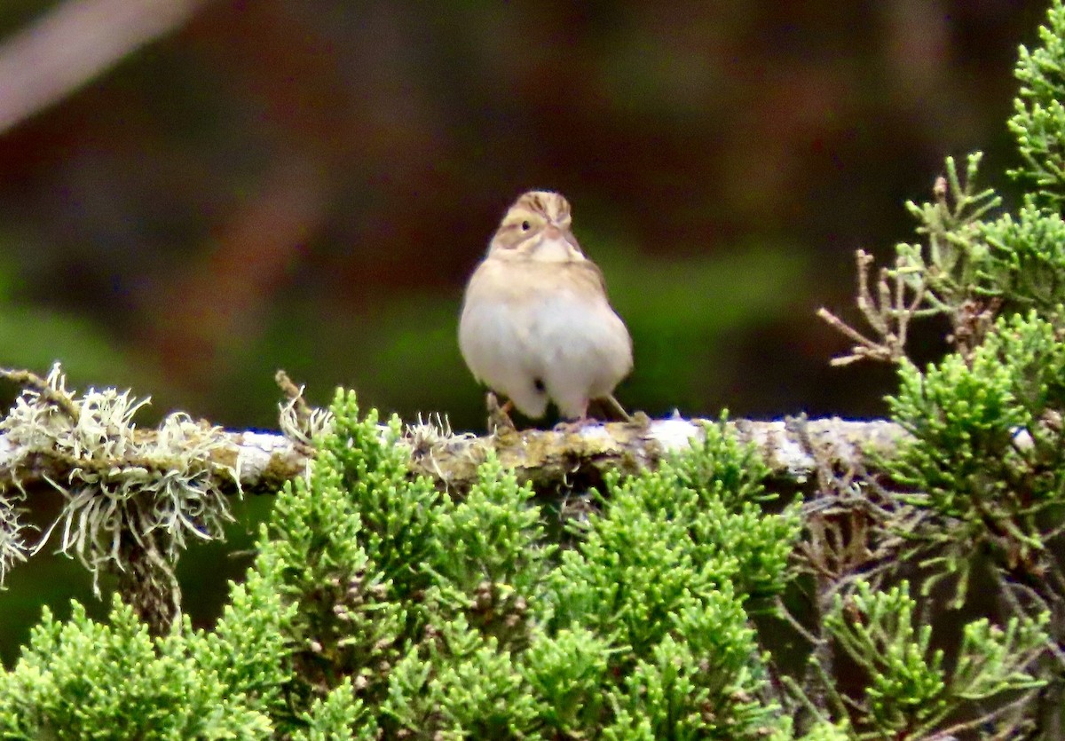 Clay-colored Sparrow - ML608909281