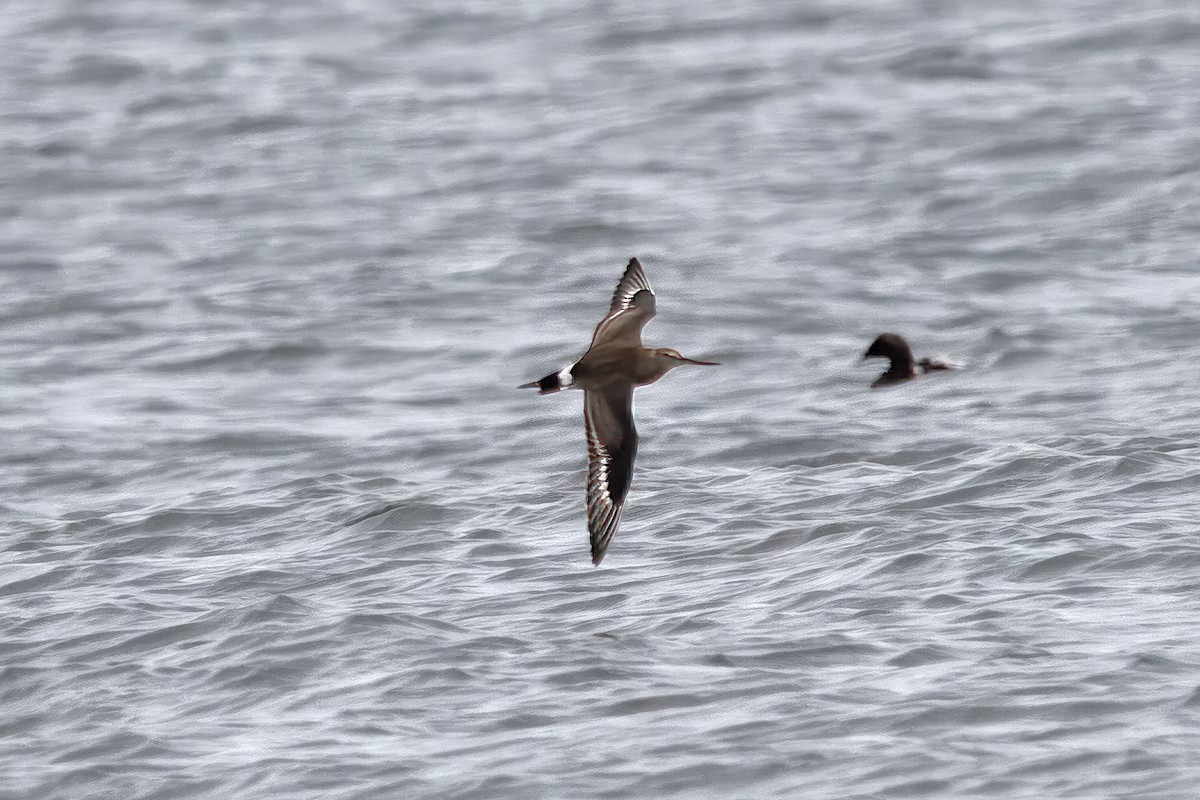 Hudsonian Godwit - ML608909311