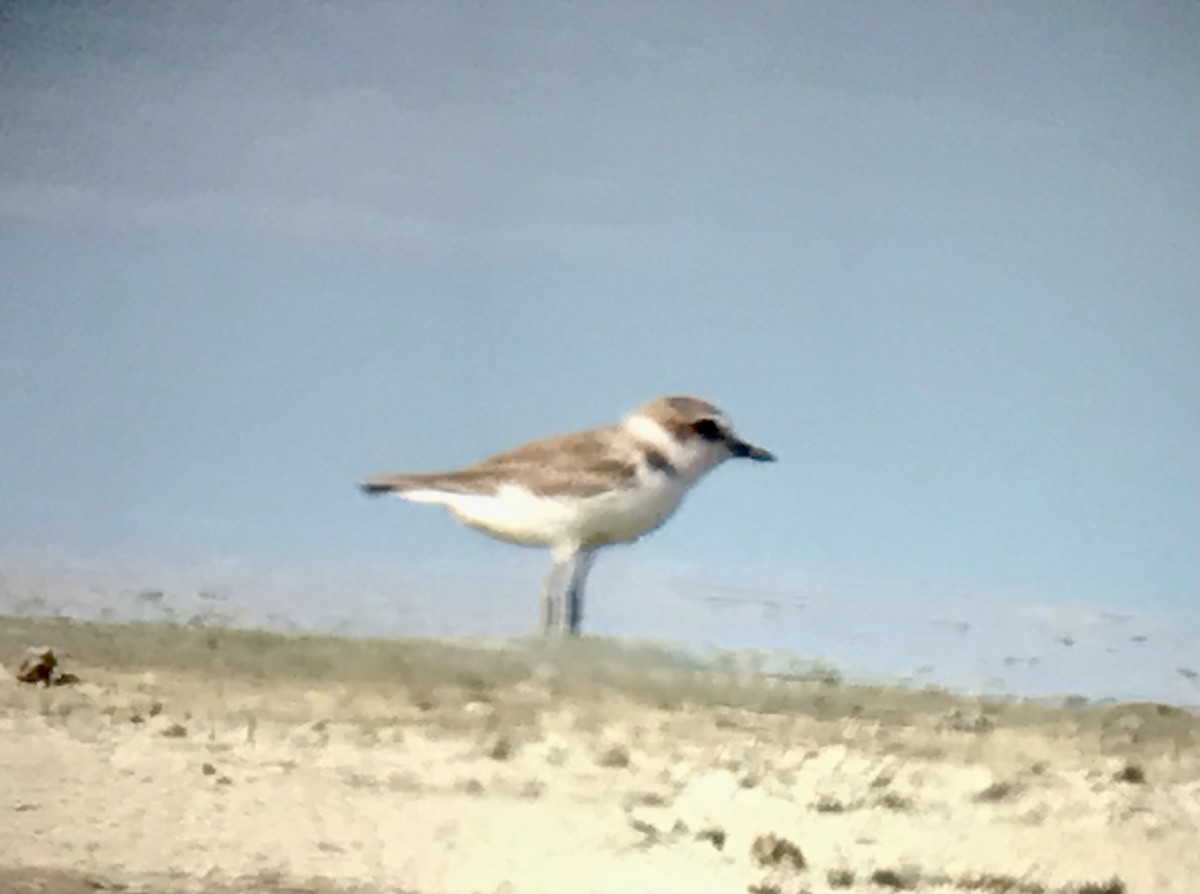 Snowy Plover - ML608909319