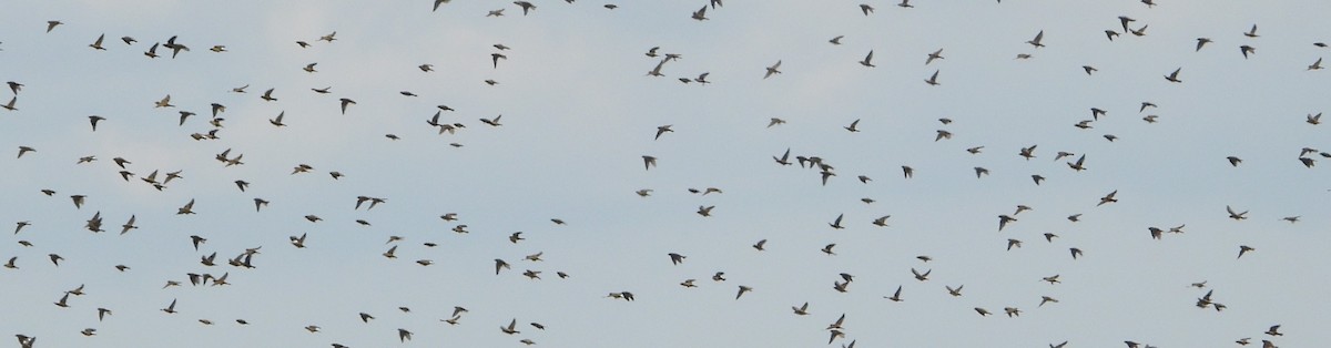 bobolink americký - ML608909329