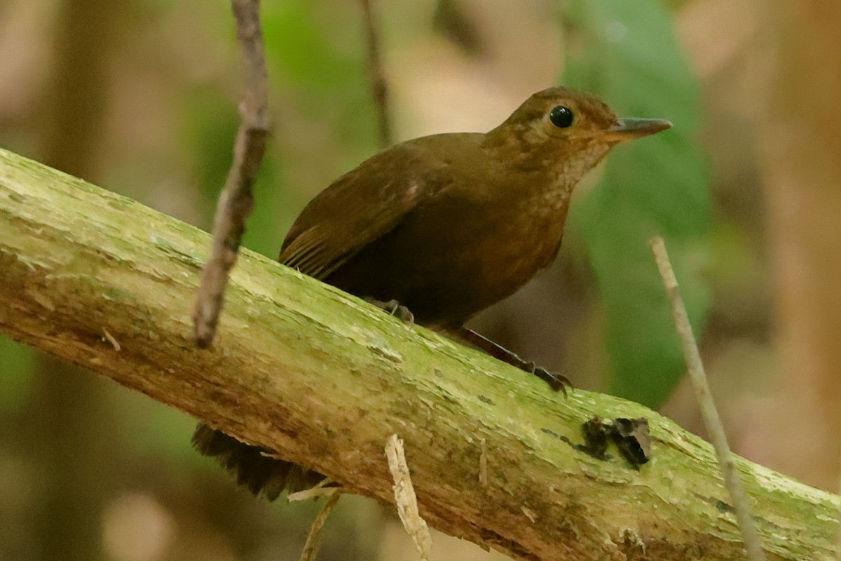 Black-tailed Leaftosser - ML608909332