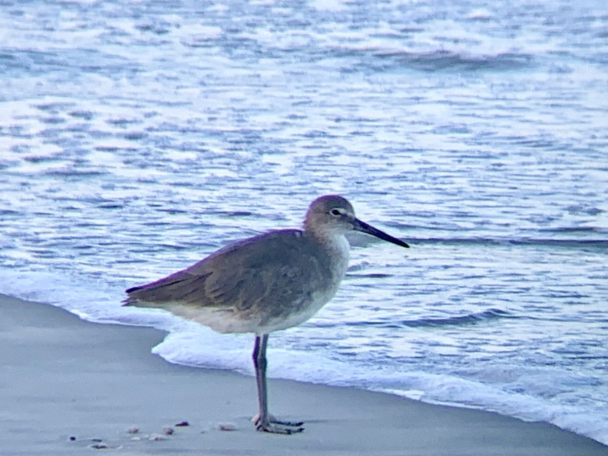 Willet - ML608909417