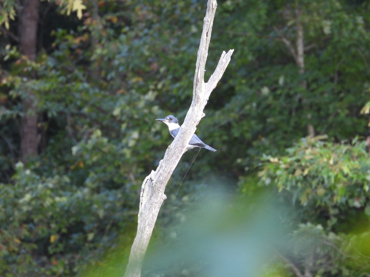 Belted Kingfisher - ML608909472