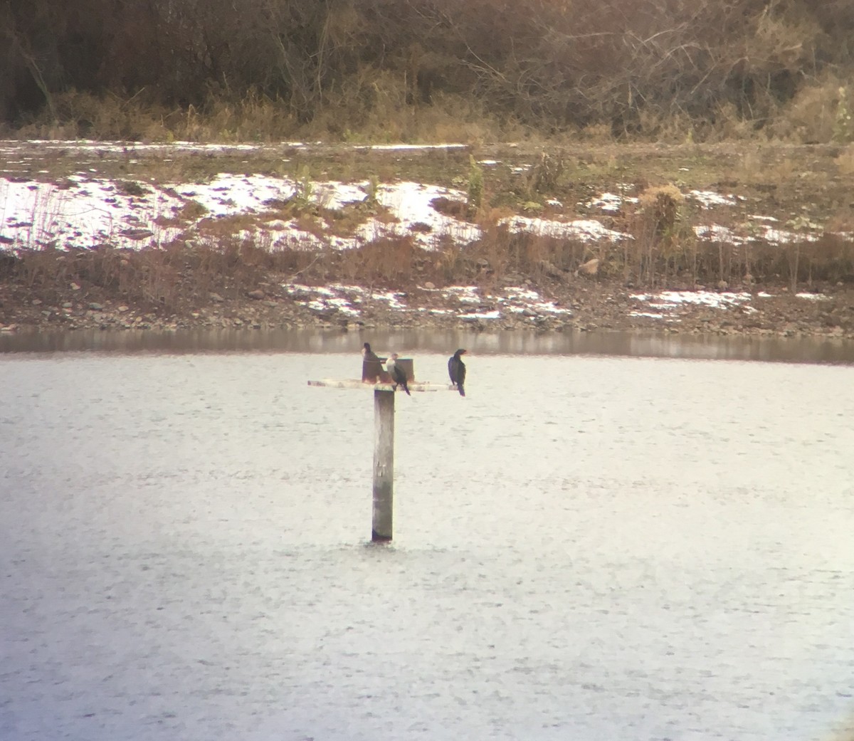 Double-crested Cormorant - ML608909475
