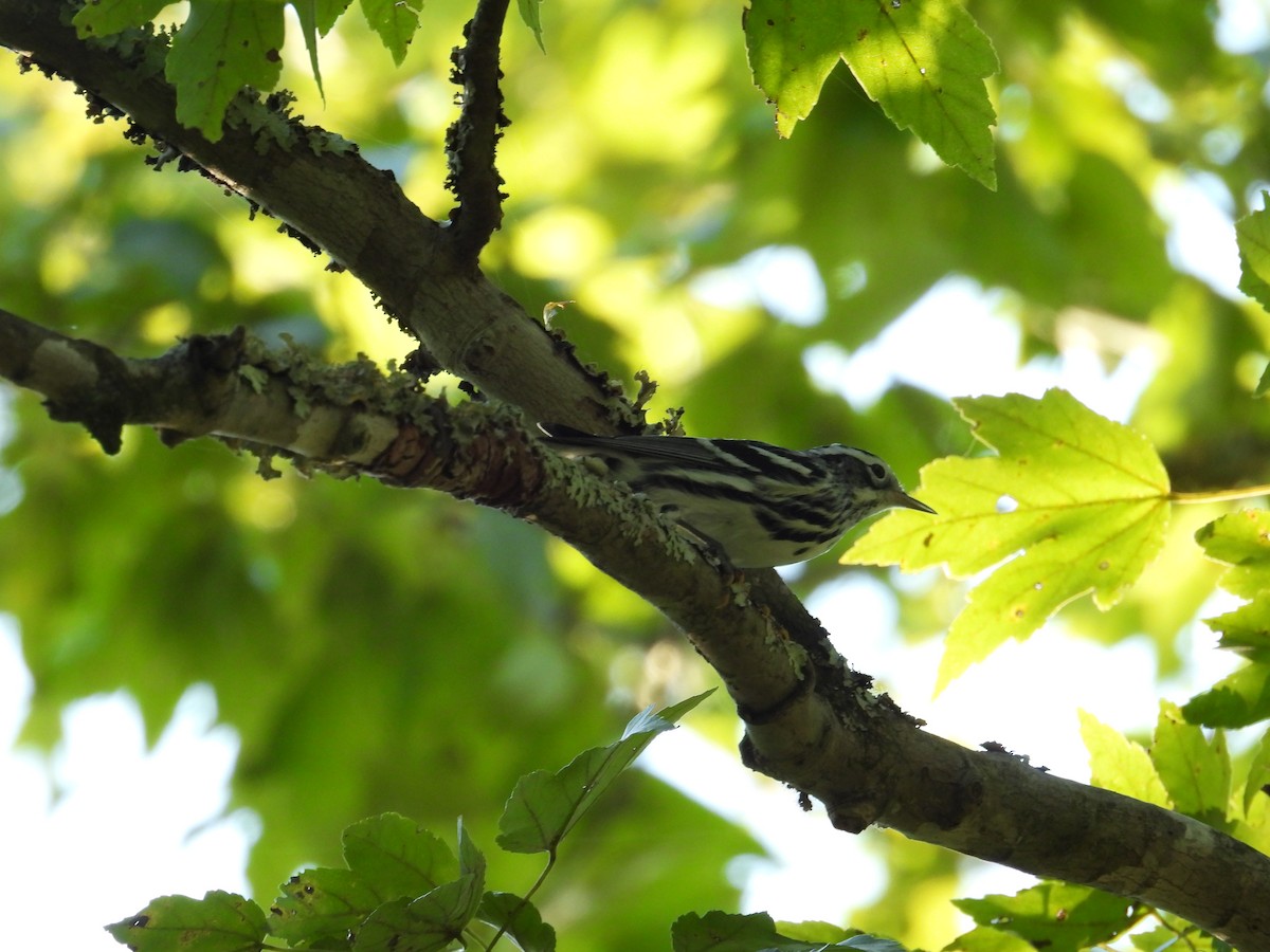 Black-and-white Warbler - ML608909514