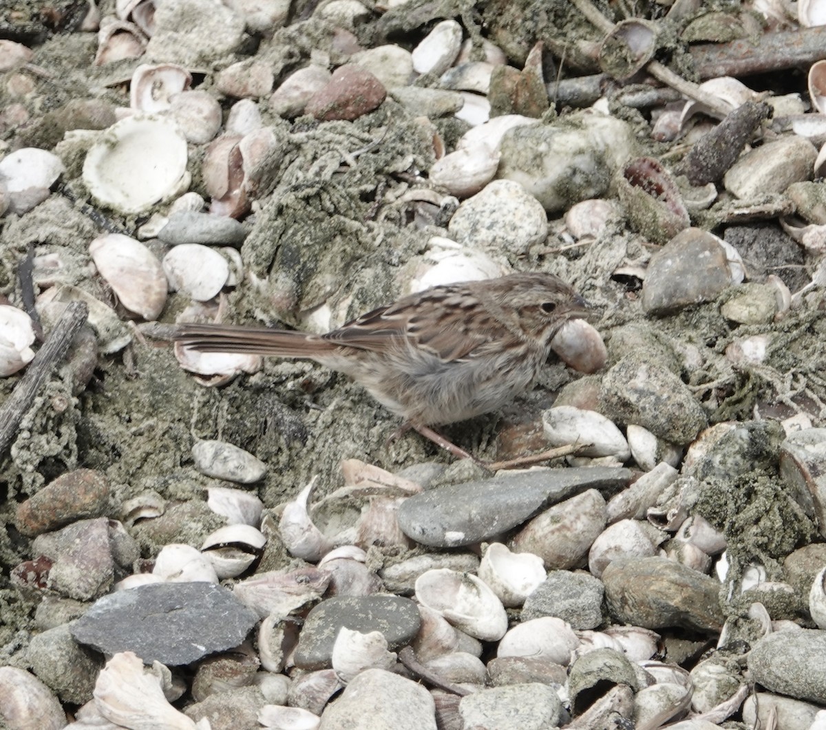 Swamp Sparrow - ML608909562