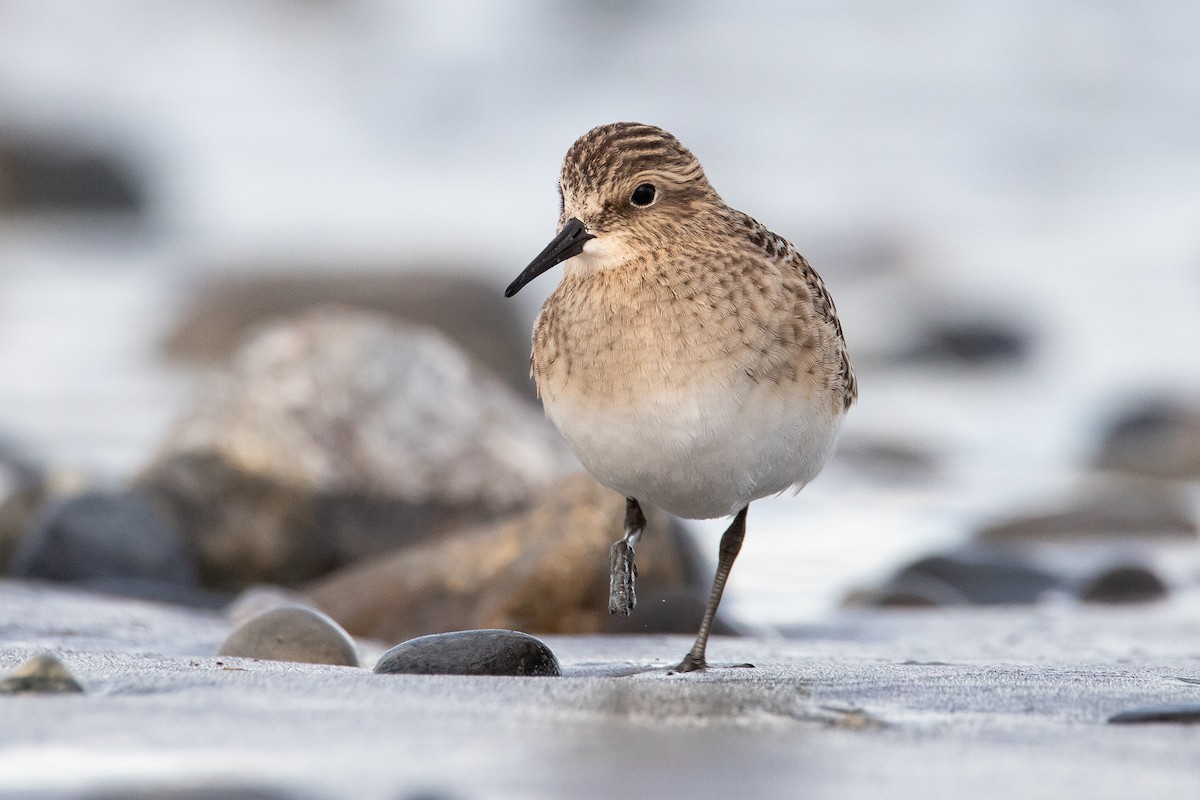 gulbrystsnipe - ML608909587