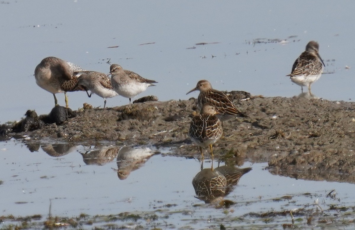 Graubrust-Strandläufer - ML608909616