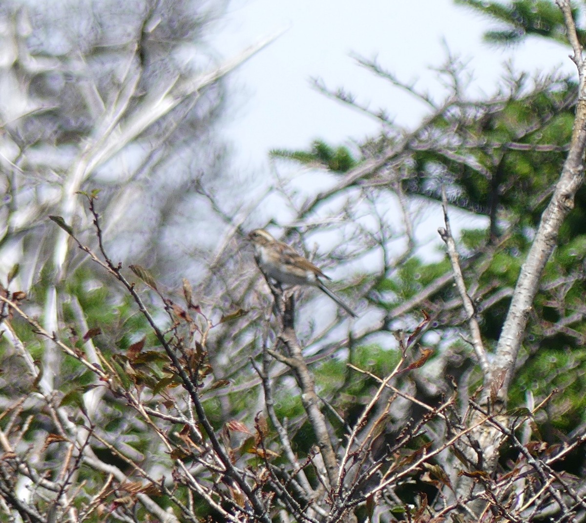 Yellow-throated Bunting - ML608909645