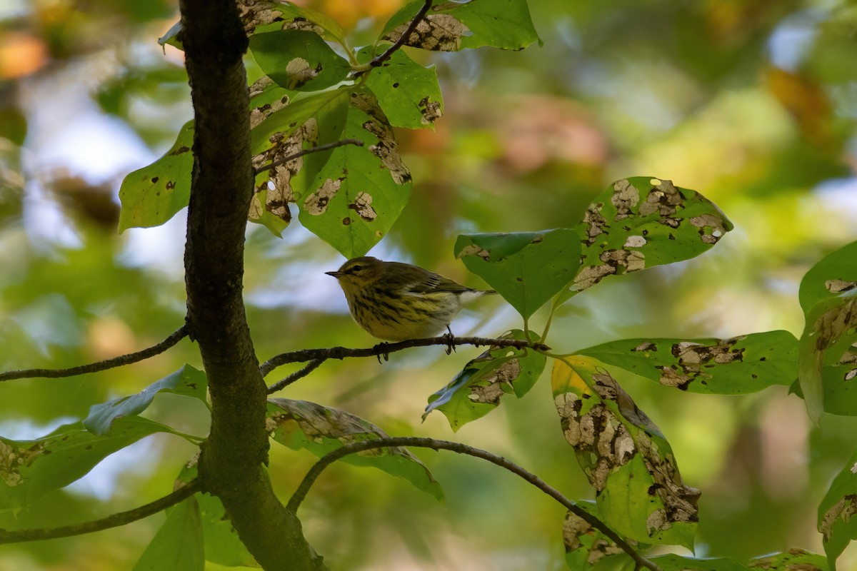 Cape May Warbler - ML608909658
