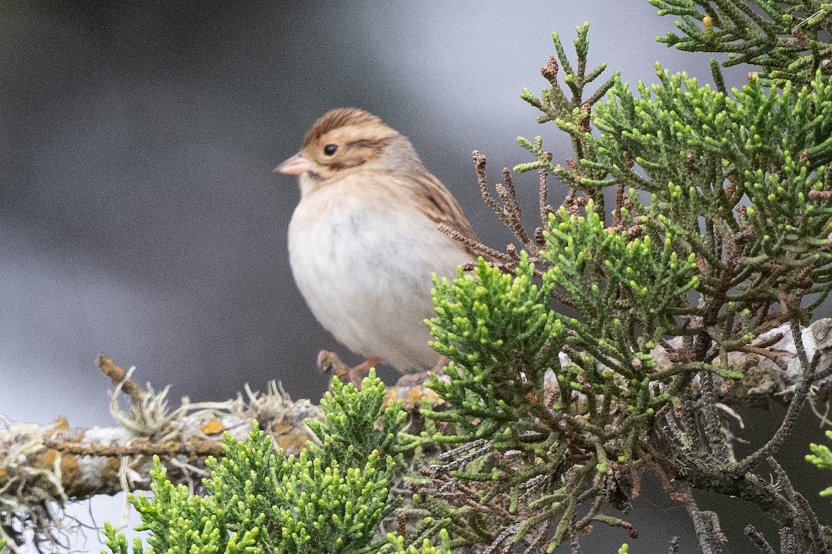 Clay-colored Sparrow - ML608909659