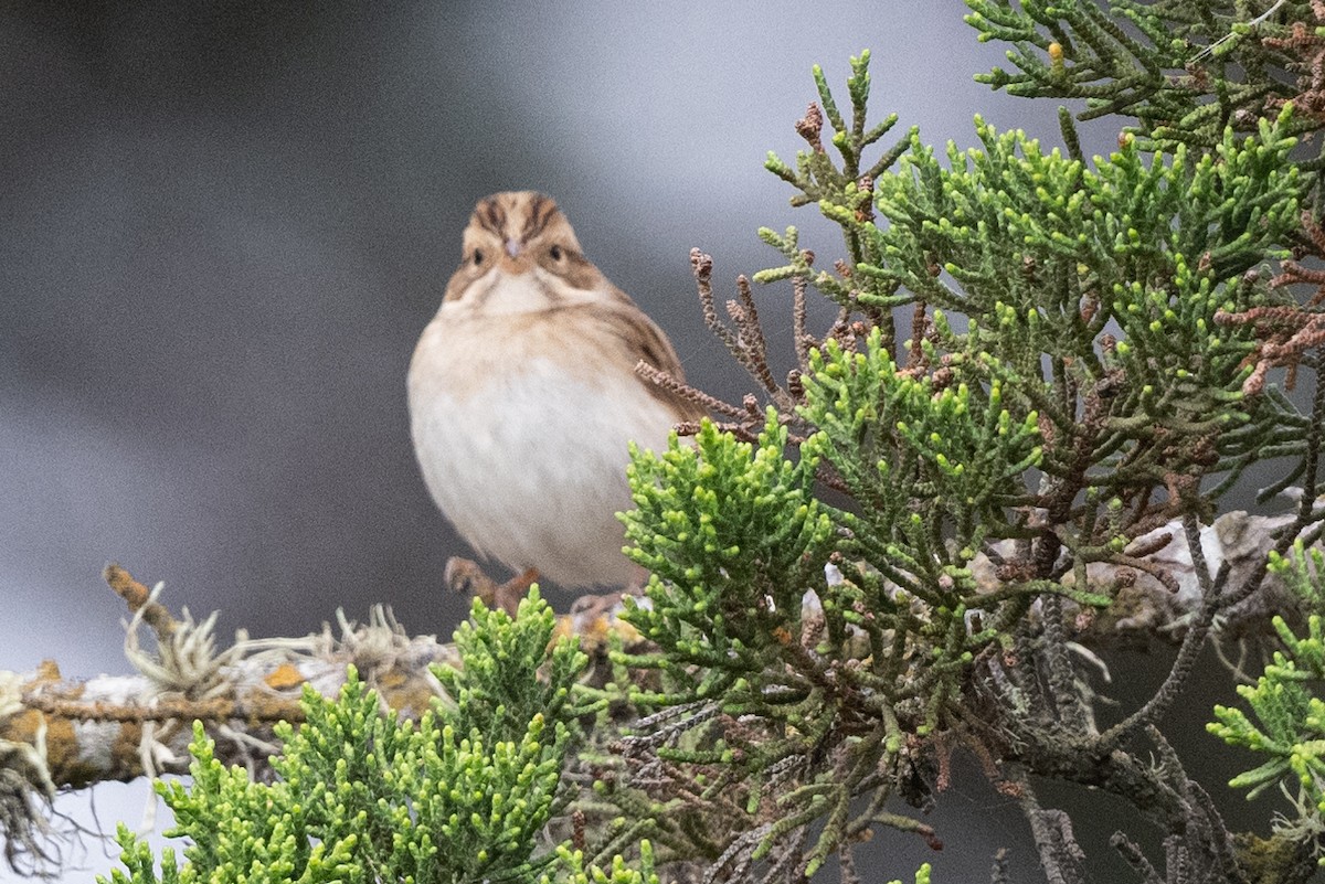 Clay-colored Sparrow - Tom Hambleton