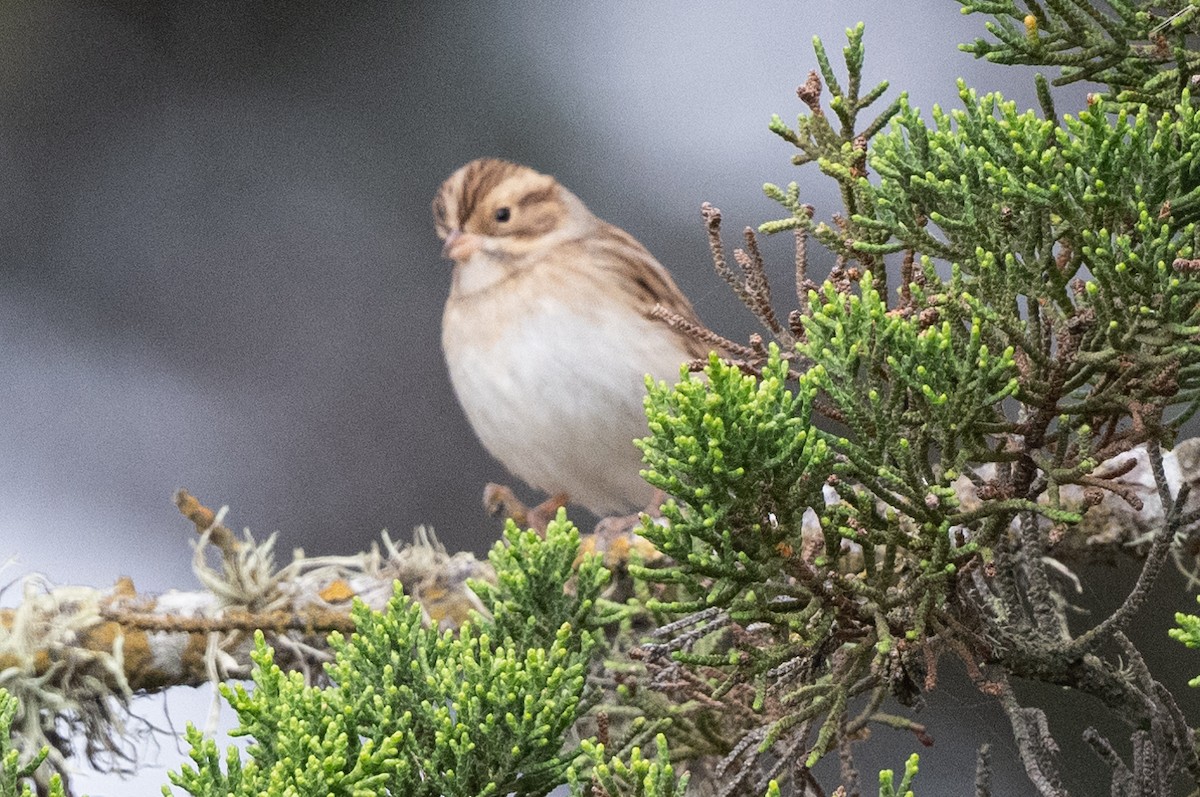 Clay-colored Sparrow - ML608909661