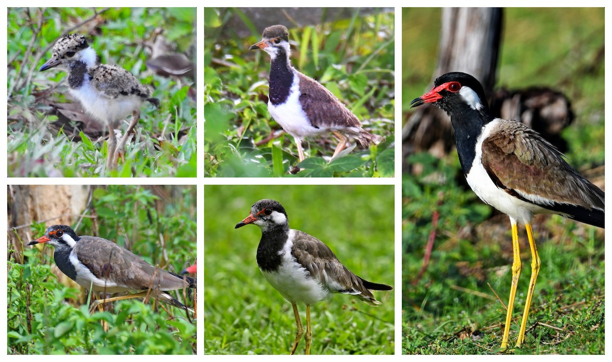 Red-wattled Lapwing - ML608909673