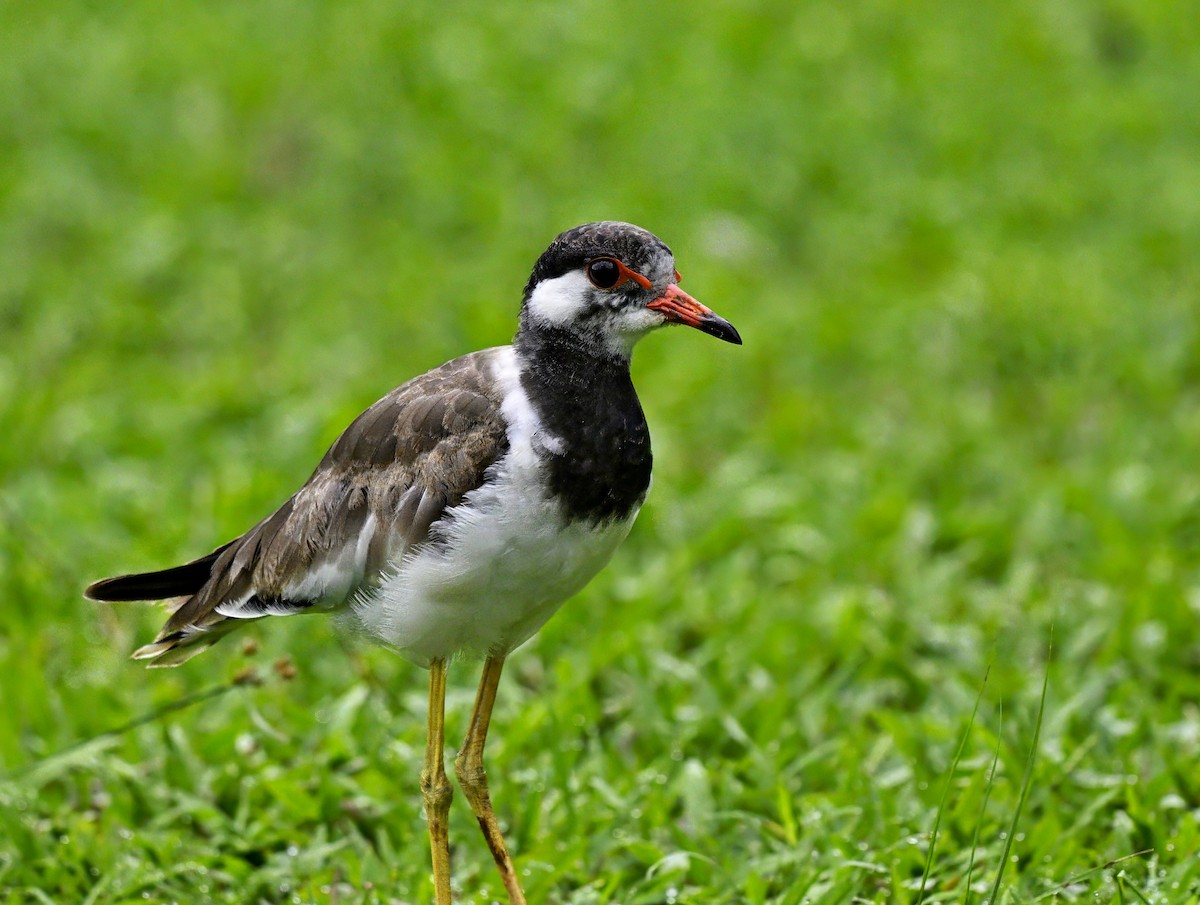 Red-wattled Lapwing - ML608909674