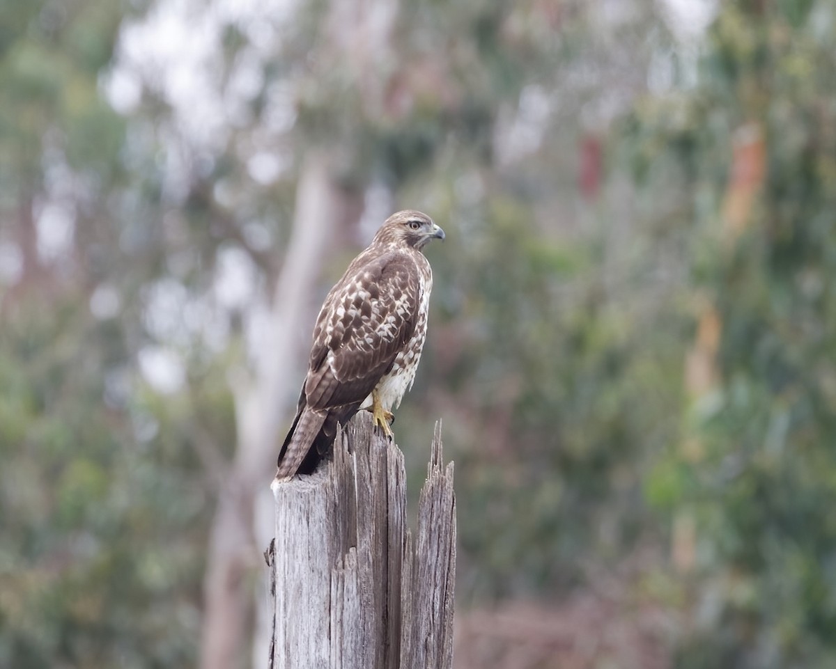 Red-tailed Hawk - ML608909701