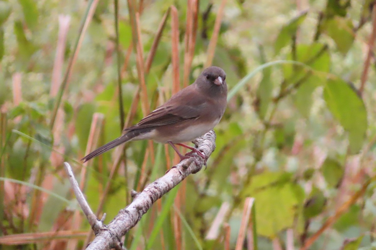Dark-eyed Junco - ML608909756
