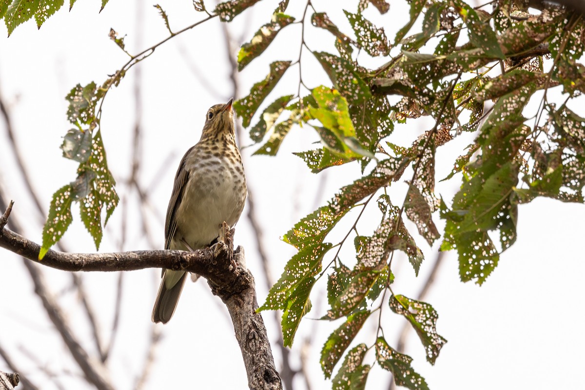 Swainson's Thrush - ML608909839