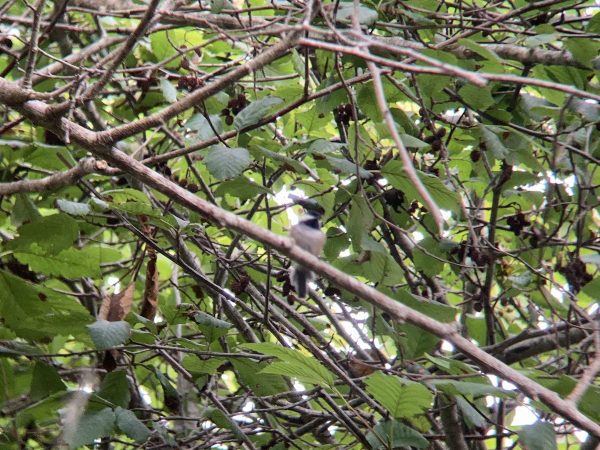 Black-capped Chickadee - ML608909858