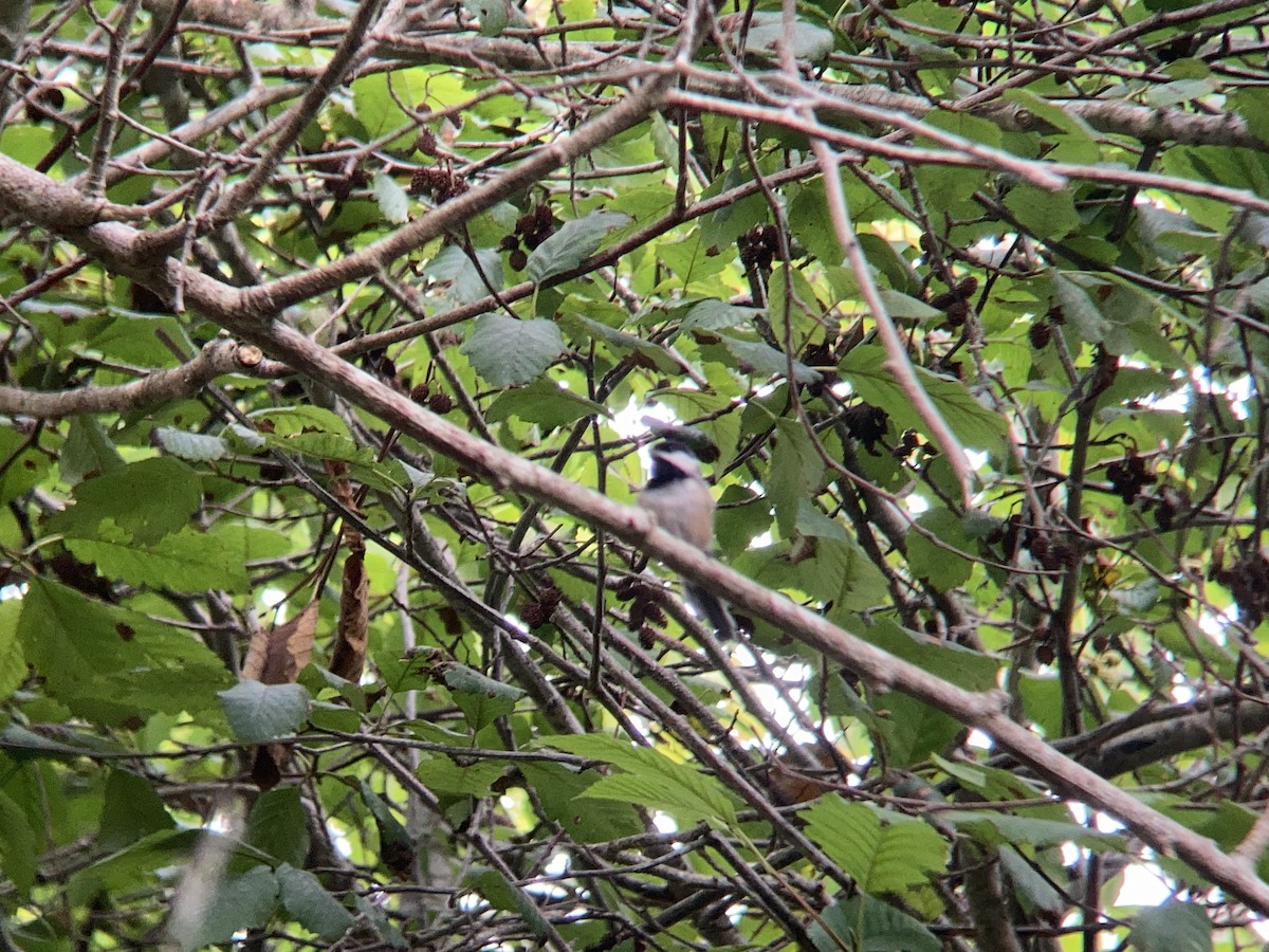 Black-capped Chickadee - ML608909859