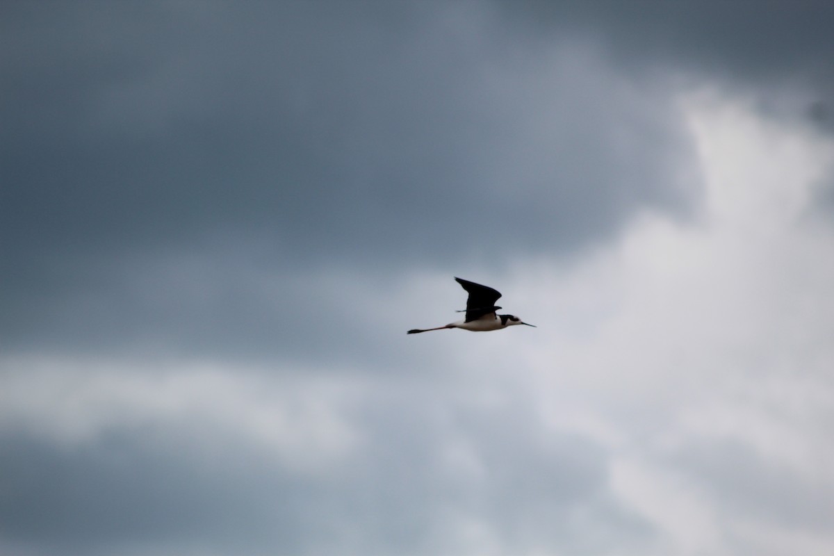 Black-necked Stilt - ML608909867