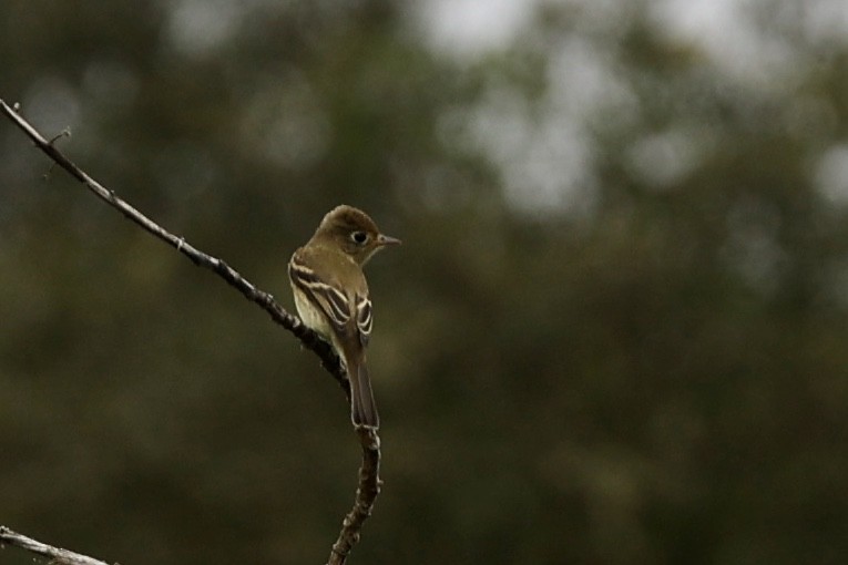 Western Flycatcher (Pacific-slope) - ML608909870