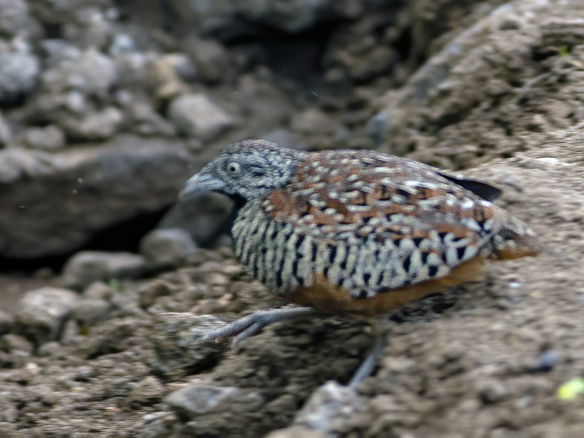 Barred Buttonquail - ML608909879