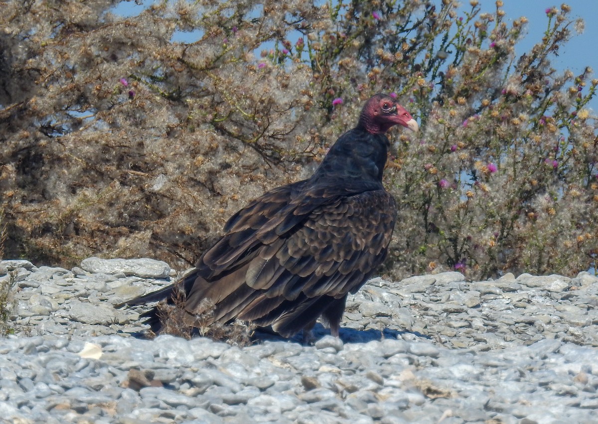 Turkey Vulture - ML608909950
